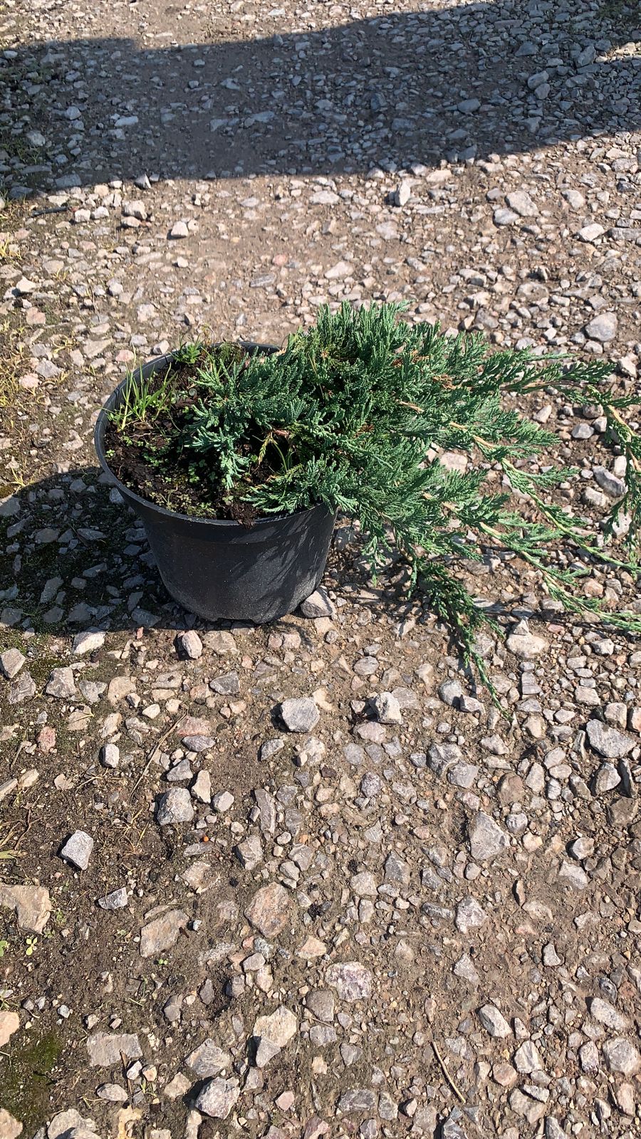 Можжевельник горизонтальный Вилтони